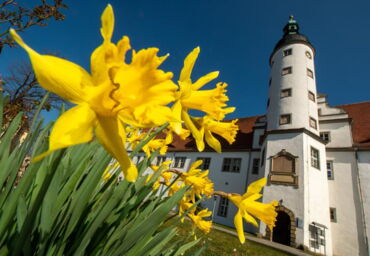 Das Foto zeigt im Vordergrund gelbe, blühende Osterglocken. Im Hintergrund ist das Alte Schloss in Zabeltitz zu sehen. Es ist ein weißer Bau mit einem Turm.