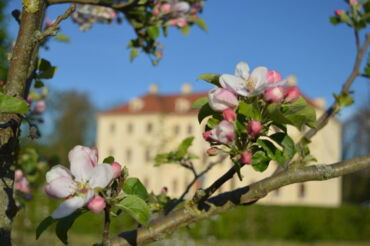 Das Foto zeigt im Vordergrund einen Ast mit Blättern und rosafarbenen Blüten. Im Hintergrund sieht man das Palais Zabeltitz.